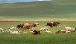 新疆牛、羊养殖项目